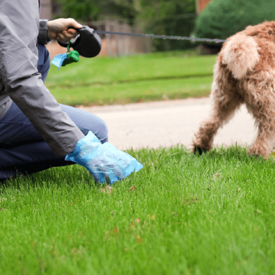 DOG WASTE REMOVAL